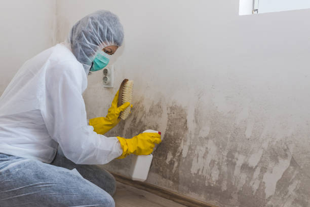 Best Crawl Space Mold Removal  in South Barrington, IL