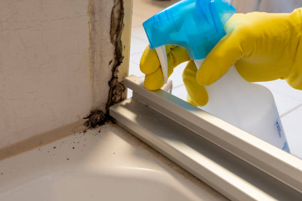 Best Commercial Mold Removal  in South Barrington, IL