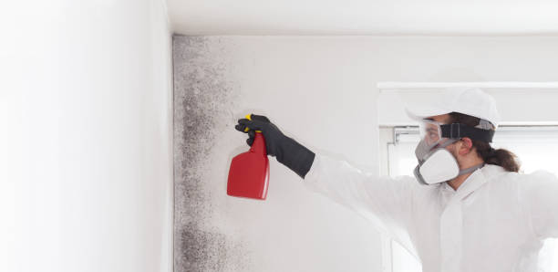Best Local Mold Removal Service  in South Barrington, IL