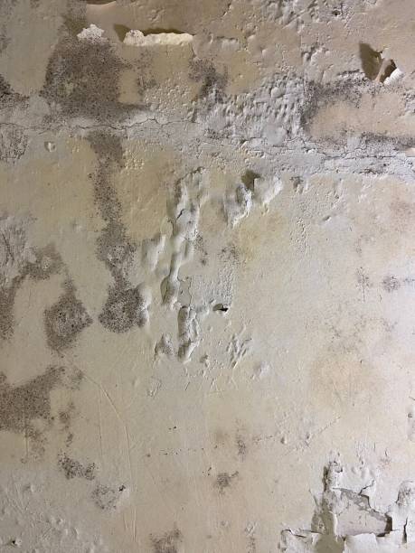 Mold Testing and Removal in South Barrington, IL