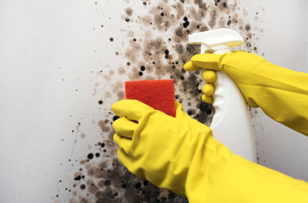 Best Certified Mold Removal  in South Barrington, IL